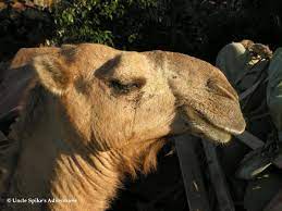 It's a camel ride rafiq sandeelvi. Guest Post What Makes A Camel Happy New Bloggy Cat Nbc