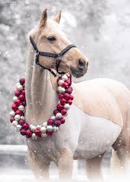 ❗️Limited spaces left for December ❗️ Equine Xmas mini sessions 2024