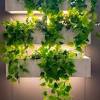 The one tool you can use to know if your plants are getting enough light exposure. 3