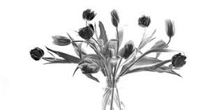 Maybe you would like to learn more about one of these? Let Us Arrange These Lovely Flowers In The Bowl Since There S No Rice Version 2 Haiku Flowers Photography By Denis Maslennikov Mugiwara Saatchi Art