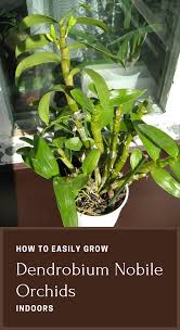 How To Easily Grow Dendrobium Nobile Orchids Indoors Dendrobium Nobile Dendrobium Orchids Care Plants