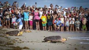 Holiday sea turtle release planned for Dec. 27 in Juno Beach