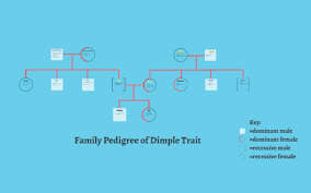 Family Pedigree Of The Dimple Trait By Tina Douglass On Prezi
