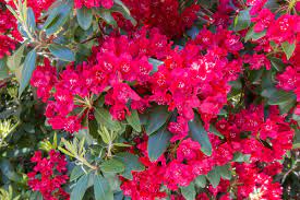 We did not find results for: Shade Loving Plants For Tricky Shady Spots The English Garden