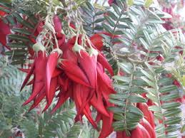 Image result for Centemopsis filiformis