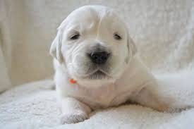 The Golden Retriever Puppy Timeline 11 Milestones Golden Hearts
