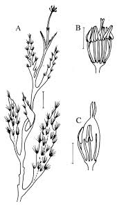 Image result for Podostemaceae