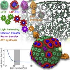 Atoms To Phenotypes Molecular Design Principles Of Cellular