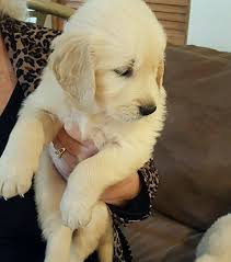 Thank you for your interest in this paradise golden retriever. Paradise Golden Retrievers