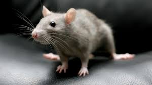 Norway rat (aka sewer rat or brown rat). How To Get Rid Of Rats In The House Fast And Keep Them Away Once And For All Real Homes