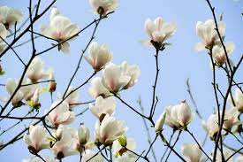 A white yulan magnolia flower is flowering in spring. Yulan Magnolia Magnolia Denudata