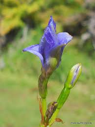 Image result for Aristea ecklonii