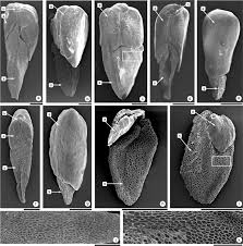 Image result for Rutidea fuscescens