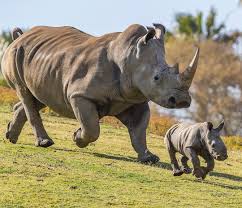 Pin By Ilhan Tari On Animals Romping Rhinos Animals Beautiful African Bush Elephant African Animals