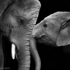 Look At Their Eyes So Much Said Without Speech Beautiful Photo Props To The Artist If You Are The Person Who Elephant Love Animals Beautiful Cute Animals