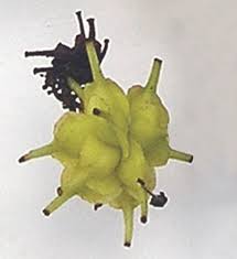 Image result for Anogeissus