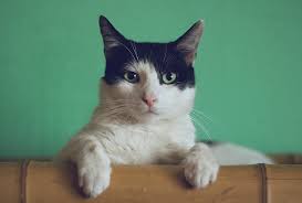 This follows the news that a cat reportedly contracted coronavirus in belgium but health authorities on 13 march the world health organisation said at present there is no evidence that companion animals/pets such as dogs or cats can be. Parvovirus In Cats South Valley Veterinary Clinic