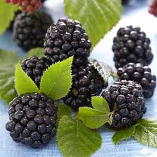 Sweetie pie blackberry was bred by the usda in poplarville, mississippi, so it tolerates heat very well. Sweetie Pie Thornless Rubus Fruticosa Blackberry Plants Seedlings Patterer Live Plants