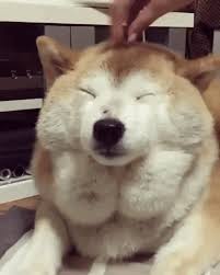 Image result for dog gifs