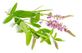 Image result for Desmodium