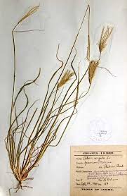 Image result for Chloris virgata