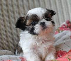 Regurgitation of undigested food or blood. 11 Shih Tzu Health Problems Symptoms Page 3 Of 5 Shih Tzu Buzz