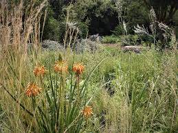 Image result for Aloe cooperi