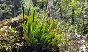 Image result for Gnidia burchellii