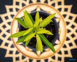 Image result for Grandidiera