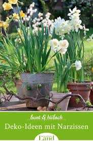Frühblüher bringen den frühling vorab in die wohnung. Deko Ideen Mit Narzissen Narzissen Blumen Fur Garten Gartentipps