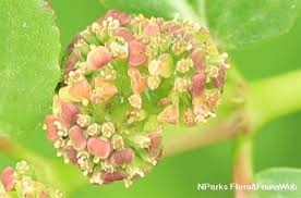 Image result for Euphorbia granulata
