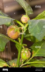Image result for Solanum macrocarpon
