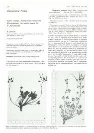 Image result for Fuirena obcordata