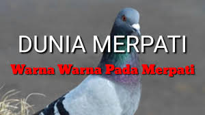 Bulu itu menyerupai tudung biksu, yang untuknya trah menerima nama seperti itu. Variasi Warna Dasar Merpati Youtube