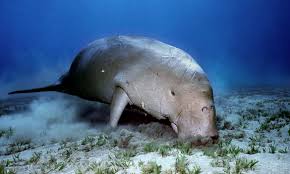 Jaringan hewan merupakan jaringan yang terdiri atas sekumpulan sel hewan. Kkp Upayakan Pelestarian Populasi Dugong Dan Habitat Lamun Kkp News