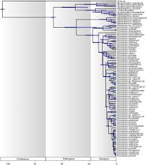 Image result for Eriocaulon bongense