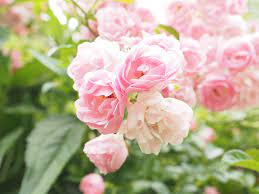 We did not find results for: 15 Varieties Of Roses To Consider For Your Garden
