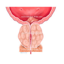 Image result for Prostate Anatomy