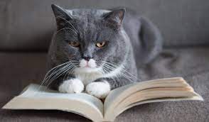 She was not the only masked hero. Licg Nl Gedragstherapie Voor De Kat