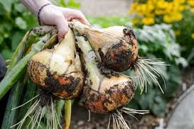 Water the plants in the morning so the. Garlic Rhs Gardening