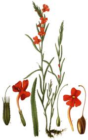 Image result for Striga passargei