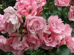 Maybe you would like to learn more about one of these? Flower Carpet Roses The Garden Dept