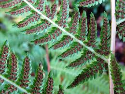 Image result for Athyrium