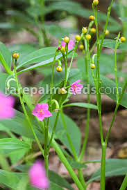 Image result for Talinum portulacifolium