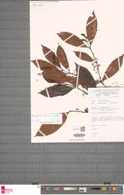 Image result for Aneulophus