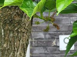 Image result for Morus indica