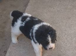 Black And White St Bernard Puppy Newfoundland X St Bernard Puppies Macclesfield Cheshire Pets4homes St Bernard Puppy St Bernard Puppies