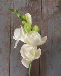 Local Freesia Leaf Flowers Flowers Flower Names