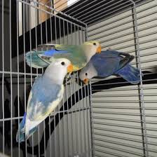 Pareja Nº 2 African Lovebirds Love Birds Beautiful Birds