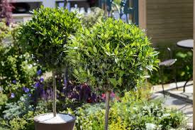 Image result for bay leaf bush foto